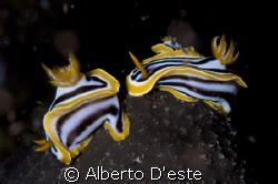 Night dive in Hurghada by Alberto D'este 